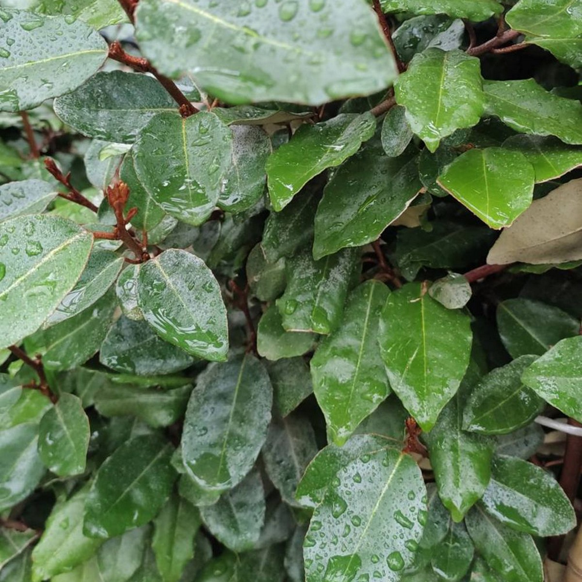 Ελαίαγνος (Elaeagnus ebbingei) – Ανθεκτικό Φυτό για Φράχτη - 2